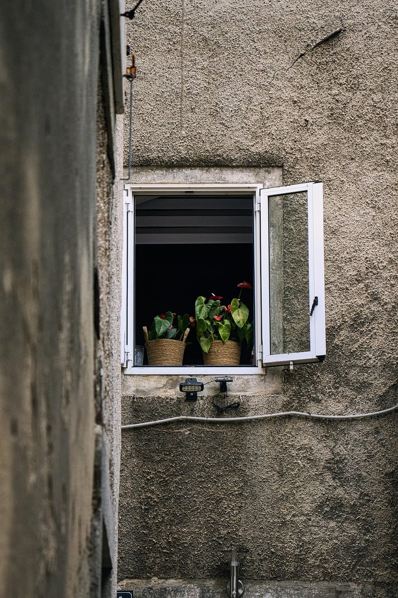 Window Sill Plants